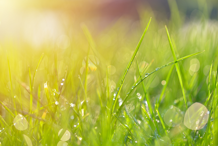 how to prepare your lawn for spring