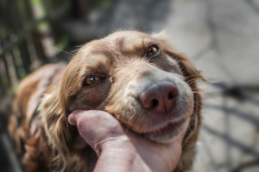 Wireless Dog Fence Installation Process