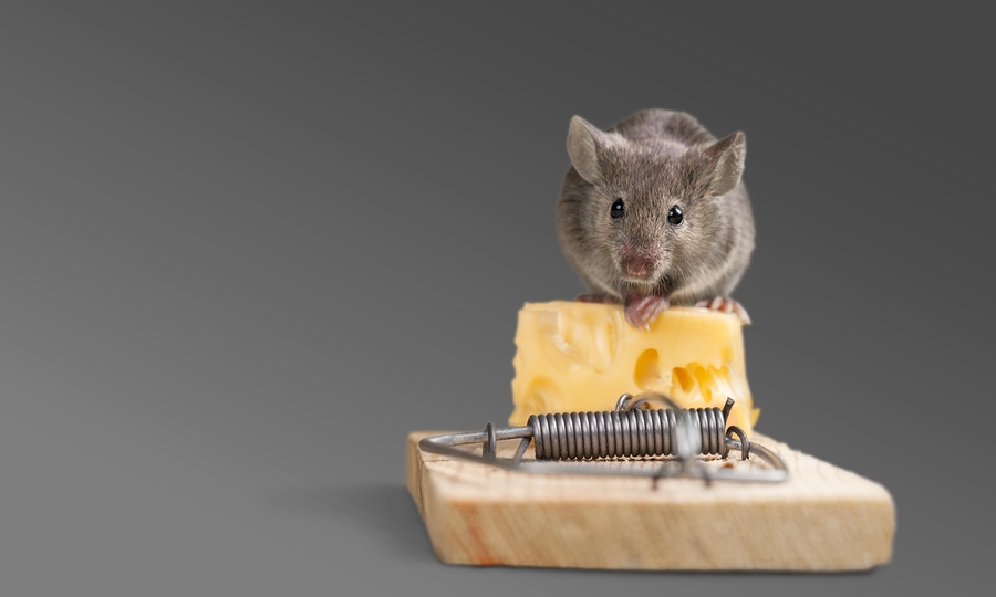 How to Choose the Best Mousetrap