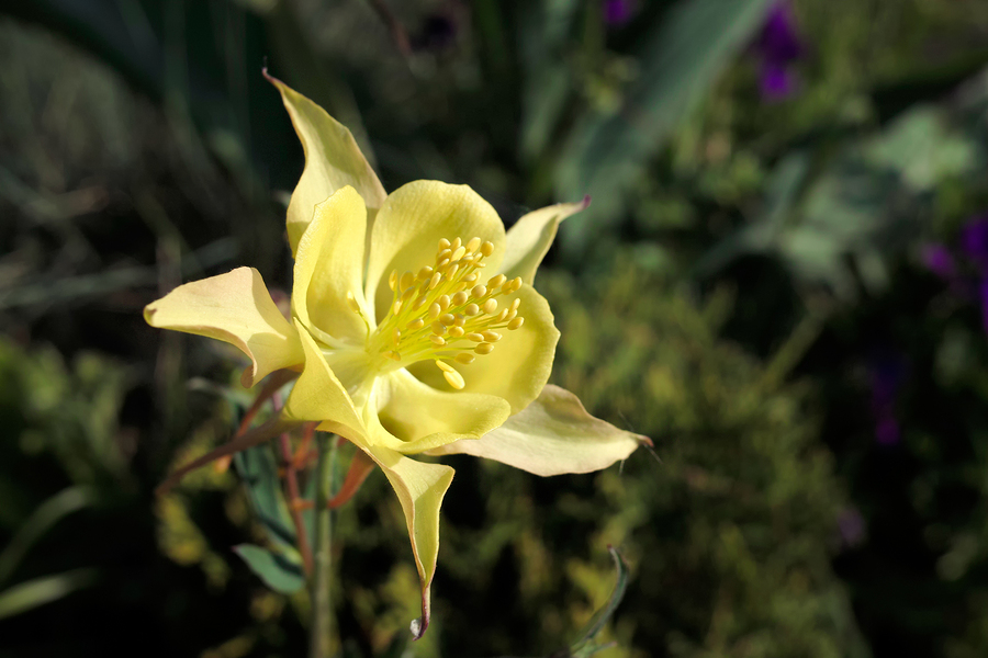 Southwest Garden Yellow flower of Columbine