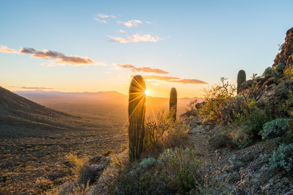 Saguaro cacti stand against Southwest setting sun