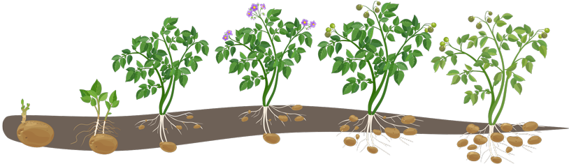 cartoon displaying how potatoes grow from a spud to a fully bloomed and rooted plant