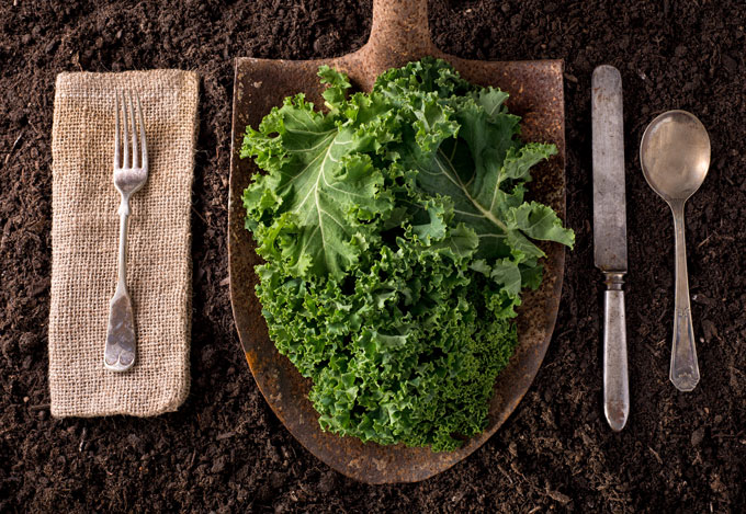 fall garden tips says kale grows best in fall; harvested kale with silverware set up