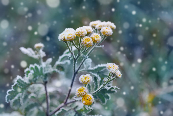 flowers with frost without petals, in an article about winter gardening tips